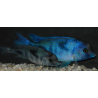 Cyrtocara moorii (Haplo bossu - Cyrtocara bleu) 6-6,5 cm