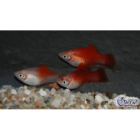 Xiphophorus maculatus (Platy) Blanc Corail Berlinois 3,5 cm