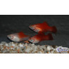 Xiphophorus maculatus (Platy) Blanc Corail Berlinois 3 cm