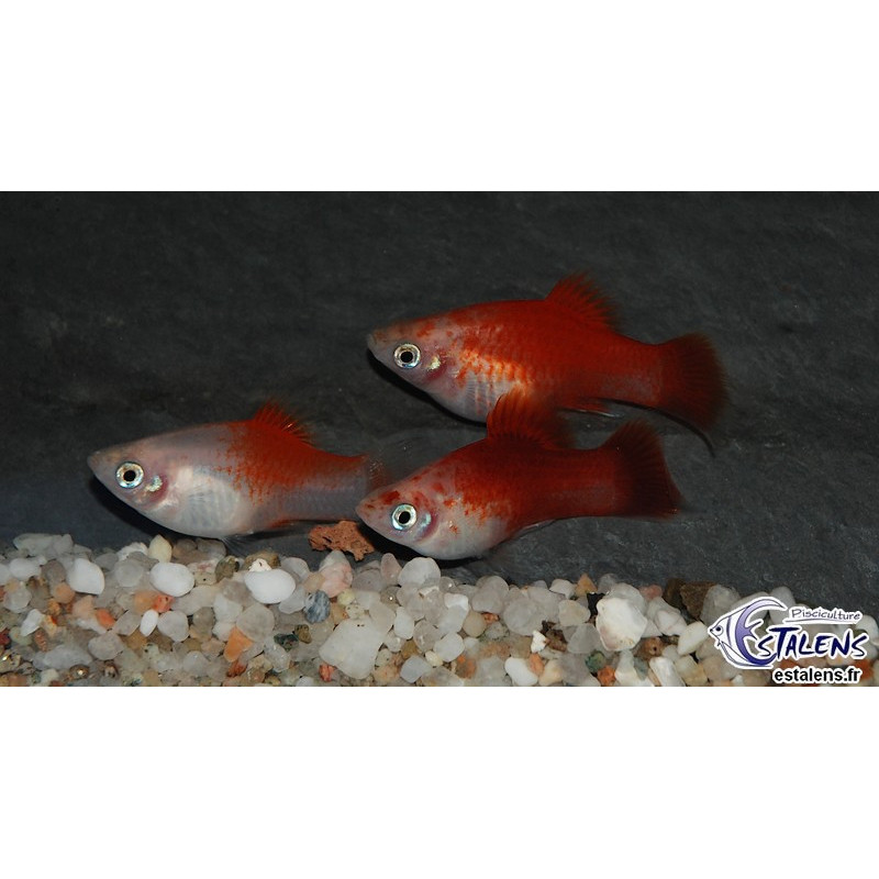 Xiphophorus maculatus (Platy) Blanc Corail Berlinois 2,5 cm Xiphophorus maculatus (Platy) Blanc Corail Berlinois 2,5 cm