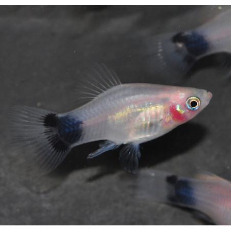Xiphophorus maculatus (Platy) Lune argenté 3,5 cm