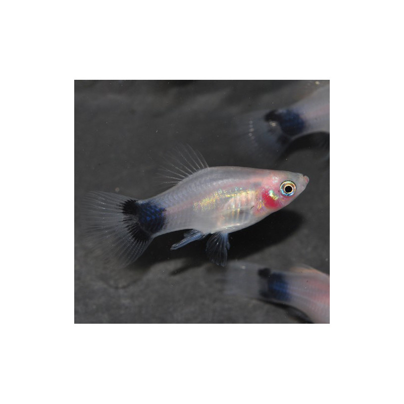 Xiphophorus maculatus (Platy) Lune argenté 3 cm Xiphophorus maculatus (Platy) Lune argenté 3 cm
