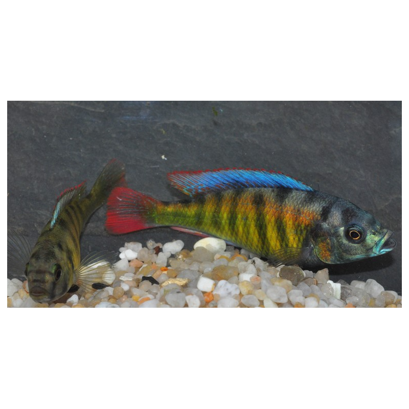 Haplochromis species CH44 ( sp.44) 4-4,5 cm