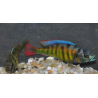 Haplochromis species CH44 ( sp.44) 4-4,5 cm