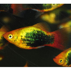 Xiphophorus maculatus (Platy) tuxedo jaune 3 cm