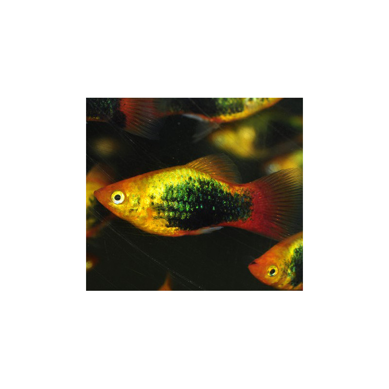 Xiphophorus maculatus (Platy) tuxedo jaune 3 cm