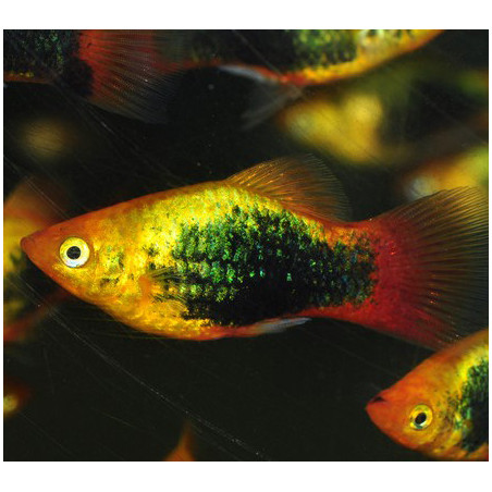 Xiphophorus maculatus (Platy) tuxedo jaune 3 cm