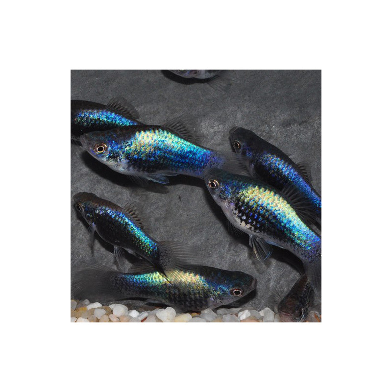 Xiphophorus maculatus (Platy) tuxedo bleu 3,5 cm