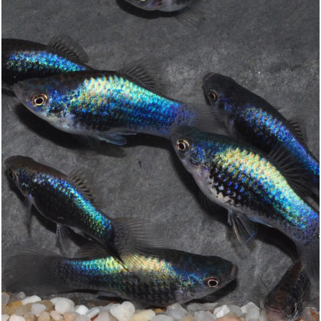 Xiphophorus maculatus (Platy) tuxedo bleu 3,5 cm
