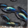Xiphophorus maculatus (Platy) tuxedo bleu 3,5 cm