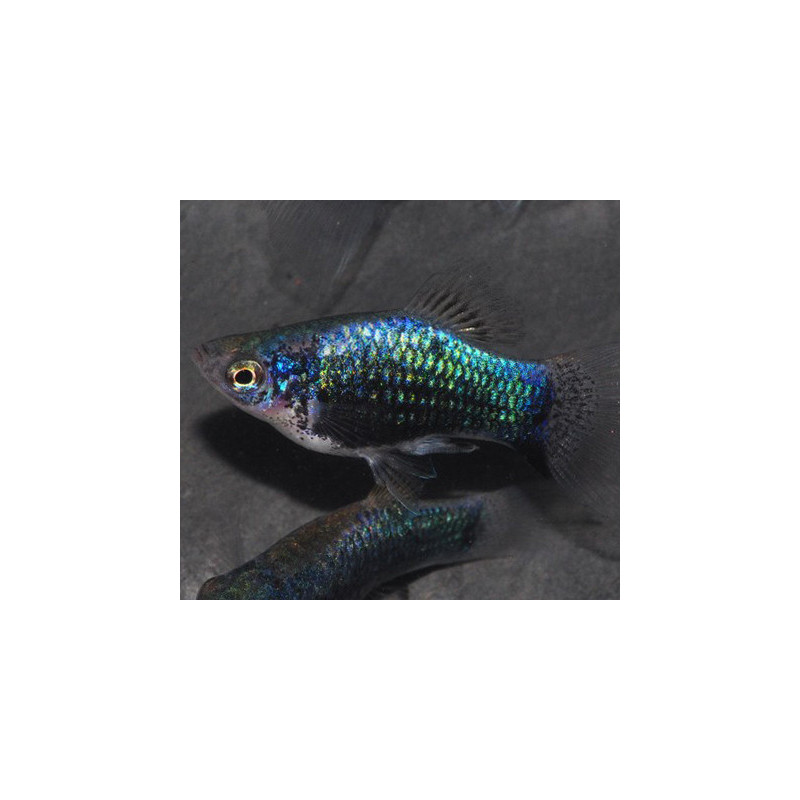 Xiphophorus maculatus (Platy) tuxedo bleu corail 3,5 cm Xiphophorus maculatus (Platy) tuxedo bleu corail 3,5 cm
