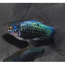 Xiphophorus maculatus (Platy) tuxedo bleu corail 3 cm