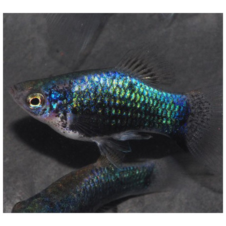 Xiphophorus maculatus (Platy) tuxedo bleu corail 3 cm