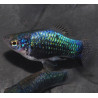 Xiphophorus maculatus (Platy) tuxedo bleu corail 3 cm