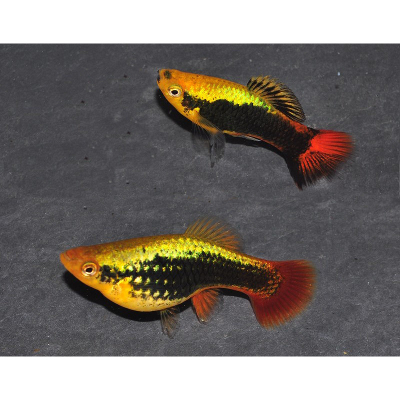 Xiphophorus variatus (Platy) Hawaï 3 cm