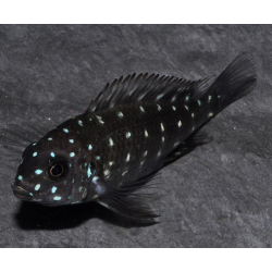 Tropheus duboisi 3 cm