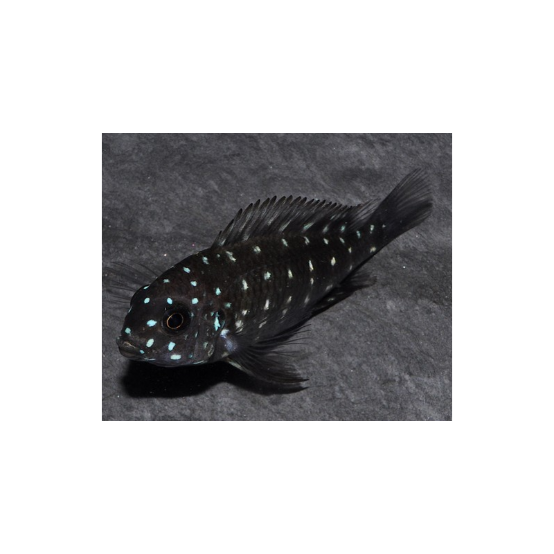 Tropheus duboisi 3 cm Tropheus duboisi 3 cm
