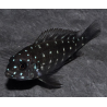 Tropheus duboisi 3 cm