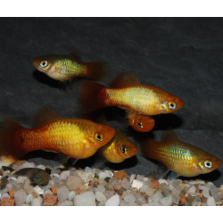 Xiphophorus variatus (Platy) 3 cm