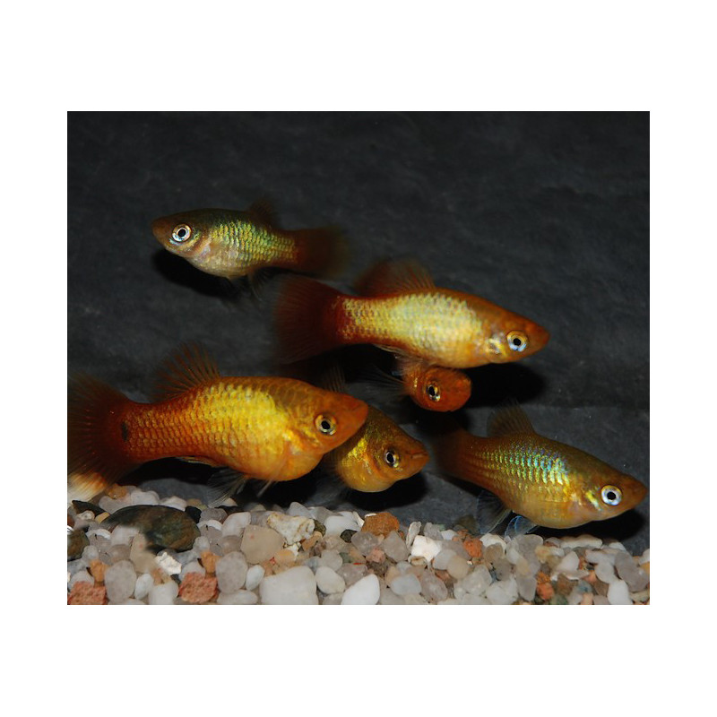 Xiphophorus variatus (Platy) 3 cm