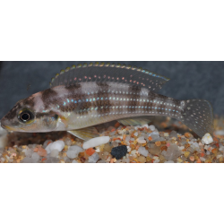 Neolamprologus tretocephalus 5-5,5 cm