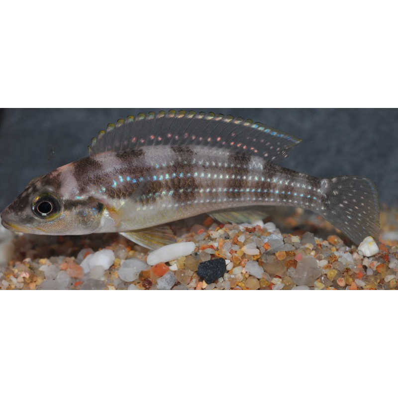 Neolamprologus tretocephalus 5-5,5 cm