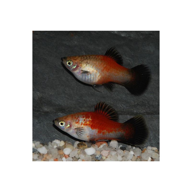 Xiphophorus maculatus (Platy) tricolore 3 cm