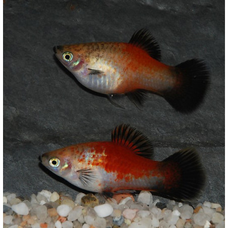Xiphophorus maculatus (Platy) tricolore 3 cm