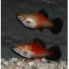 Xiphophorus maculatus (Platy) tricolore 3 cm