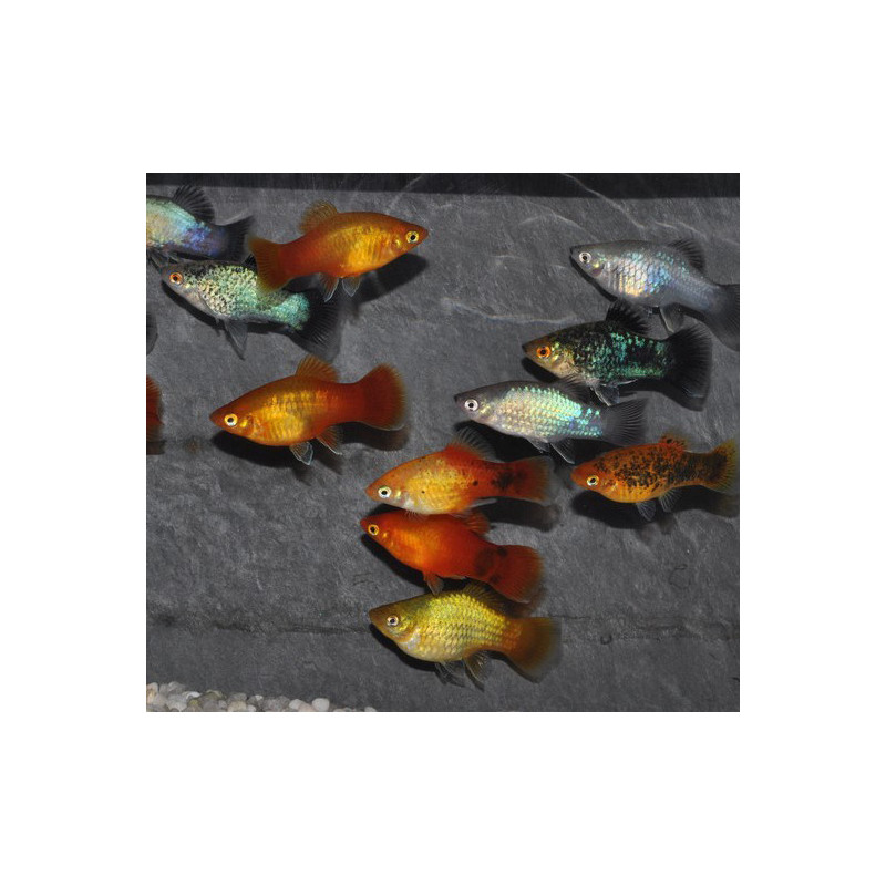 Xiphophorus maculatus (Platy) varié 4-4,5 cm