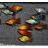 Xiphophorus maculatus (Platy) varié 4-4,5 cm
