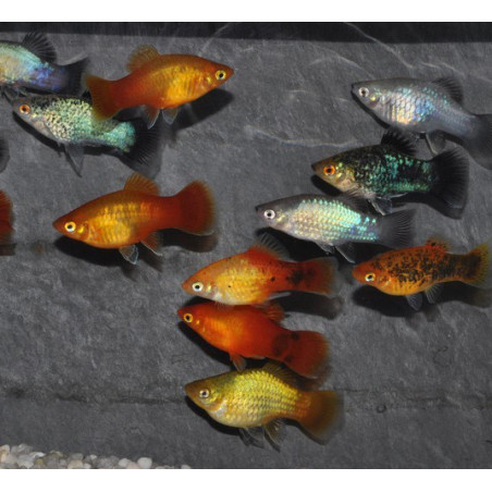 Xiphophorus maculatus (Platy) varié 3 cm