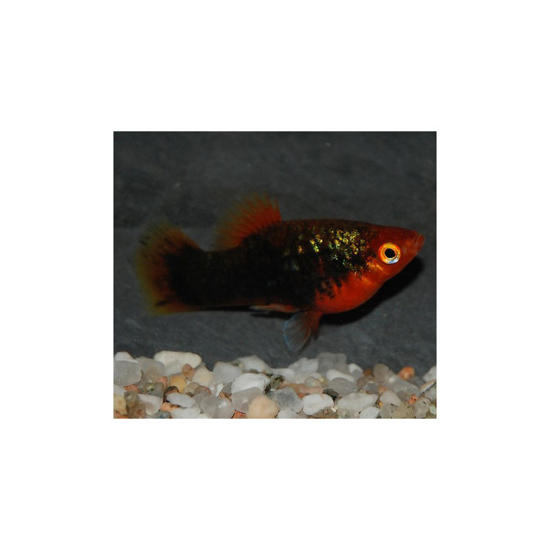 Xiphophorus maculatus (Platy) tuxedo 3,5 cm