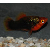 Xiphophorus maculatus (Platy) tuxedo 3,5 cm