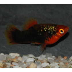 Xiphophorus maculatus (Platy) tuxedo 3 cm