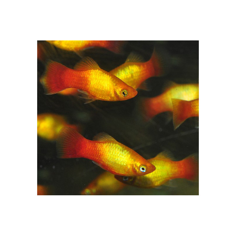 Xiphophorus maculatus (Platy) sunset 3,5 cm