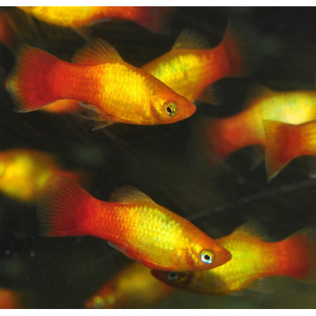 Xiphophorus maculatus (Platy) sunset 3,5 cm