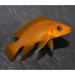 Neolamprologus leleupi orange 4-4,5 cm