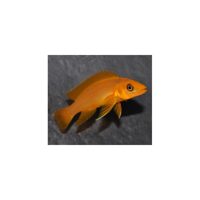 Neolamprologus leleupi orange 4-4,5 cm