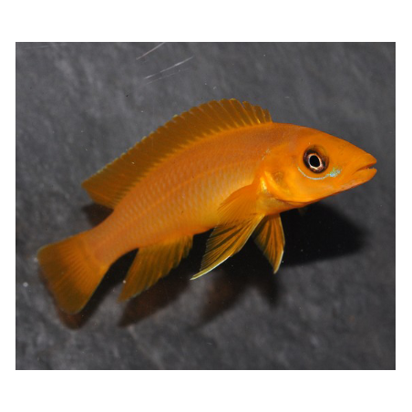 Neolamprologus leleupi orange 4-4,5 cm