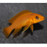 Neolamprologus leleupi orange 4-4,5 cm
