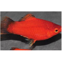 Xiphophorus maculatus (Platy) rouge wagtail 3 cm