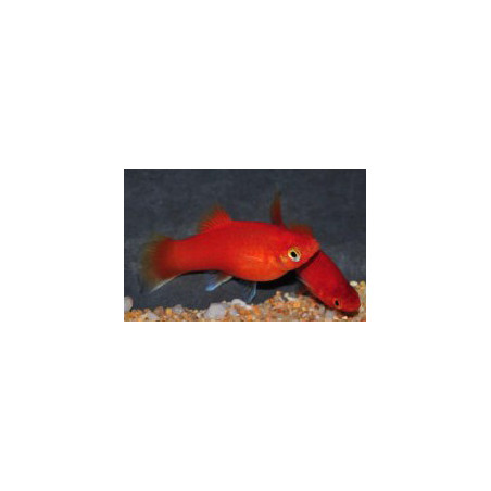 Xiphophorus maculatus (Platy) Rouge Corail Berlinois 4-4,5 cm