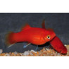 Xiphophorus maculatus (Platy) Rouge Corail Berlinois 3,5 cm
