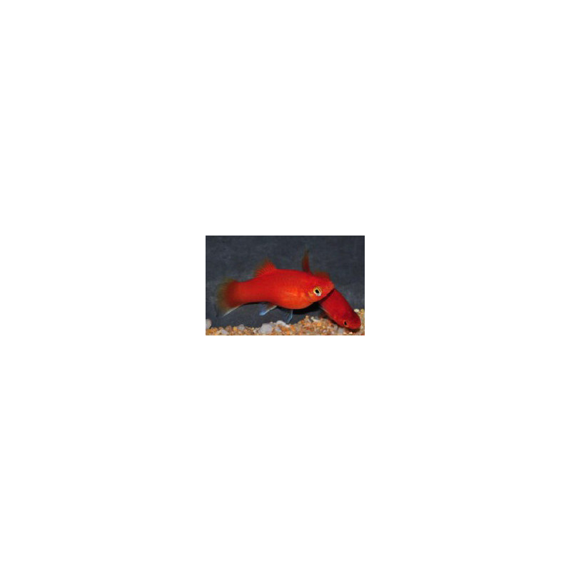 Xiphophorus maculatus (Platy) Rouge Corail Berlinois 2,5 cm Xiphophorus maculatus (Platy) Rouge Corail Berlinois 2,5 cm