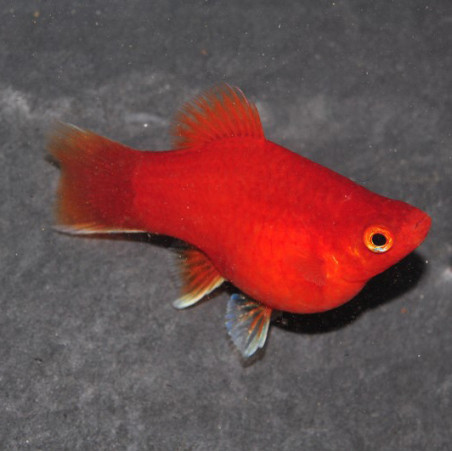 Xiphophorus maculatus (Platy) rouge corail 4-4,5 cm
