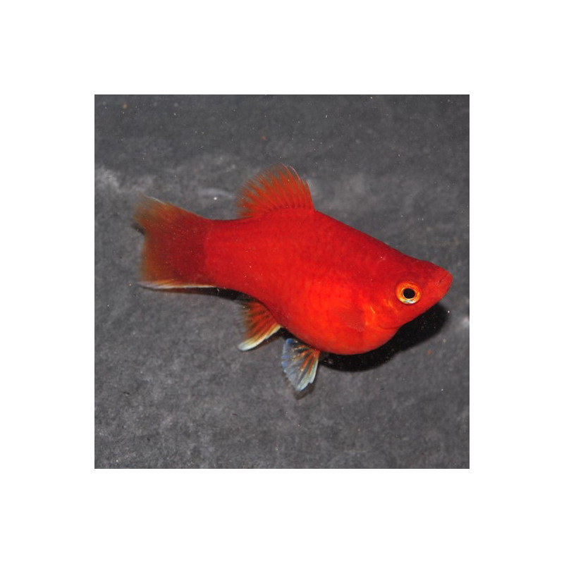 Xiphophorus maculatus (Platy) rouge corail 3,5 cm Xiphophorus maculatus (Platy) rouge corail 3,5 cm