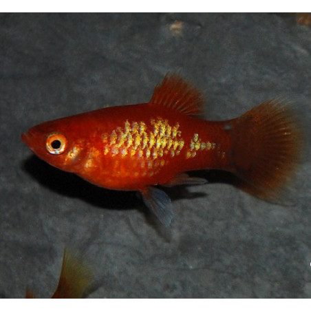 Xiphophorus maculatus (Platy) rouge 3,5 cm