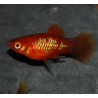 Xiphophorus maculatus (Platy) rouge 3,5 cm