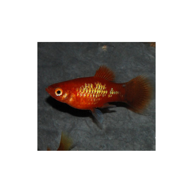 Xiphophorus maculatus (Platy) rouge 3 cm